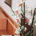 Hotel Ancora Palamós