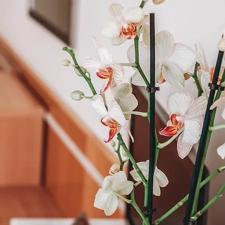 호텔 Ancora 팔라모스